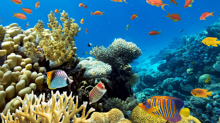 Ellaidhoo Maldives by Cinnamon